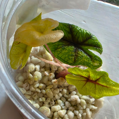Alocasia Jacklyn Variegata from Tissue Culture - see description