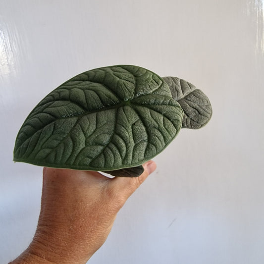 Alocasia Melo Rare Houseplant 6cm pot