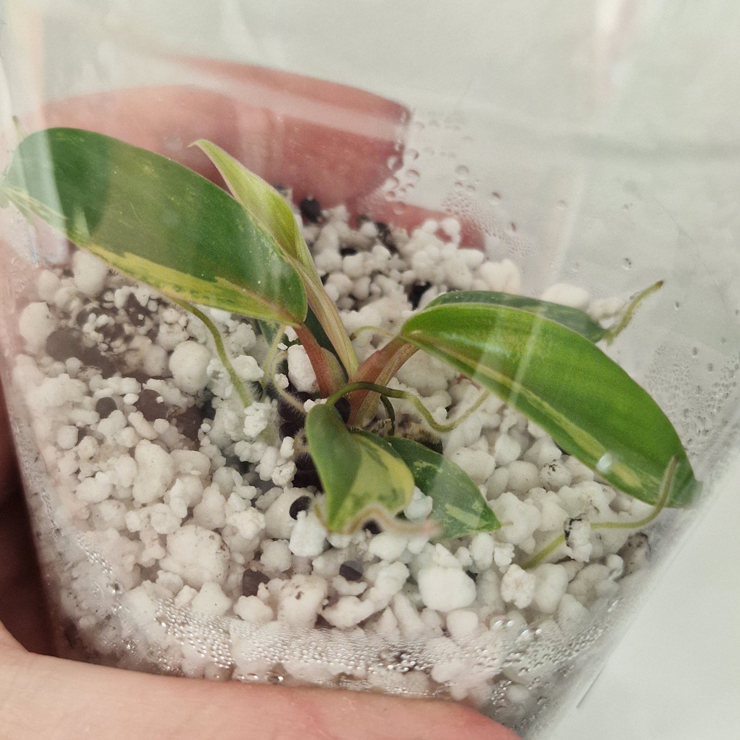 Philodendron Joepii Variegated – Exact Plant #3