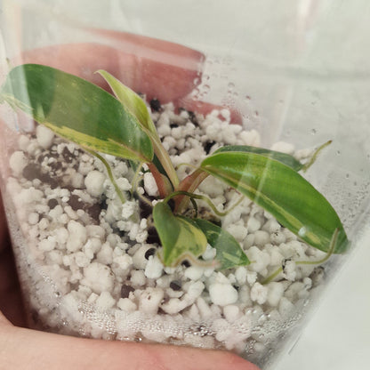 Philodendron Joepii Variegated – Exact Plant #3