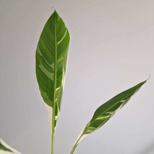 Musa Florida Rare Houseplant approx 40cm tall 10.5cm pot (4)