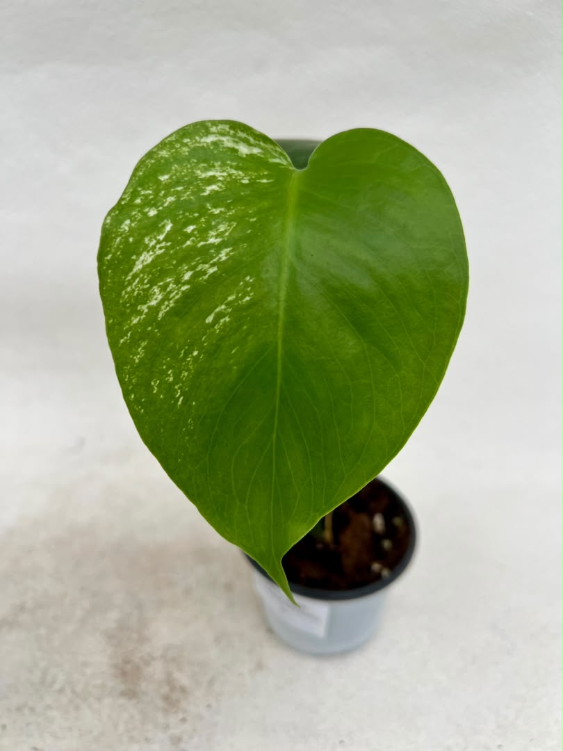 Pre-Order Monstera Devil – Fresh UK Arrival (10cm Pot)