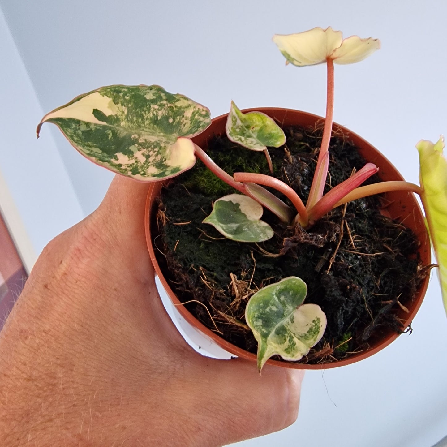 Philodendron Billietiae Variegated Houseplant 9cm pot