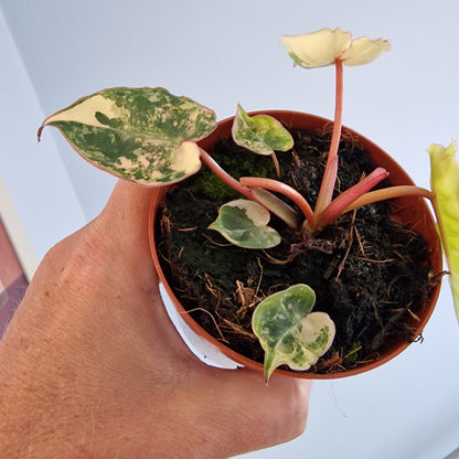 Philodendron Billietiae Variegated Houseplant 9cm pot