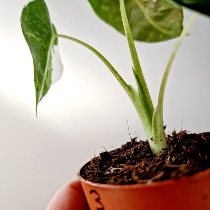 Alocasia Variegated Frydek Houseplant 7cm pot (3)