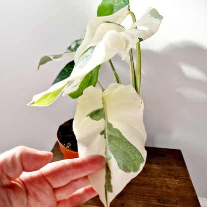 Monstera Albo Super White Houseplant 15cm pot (2)