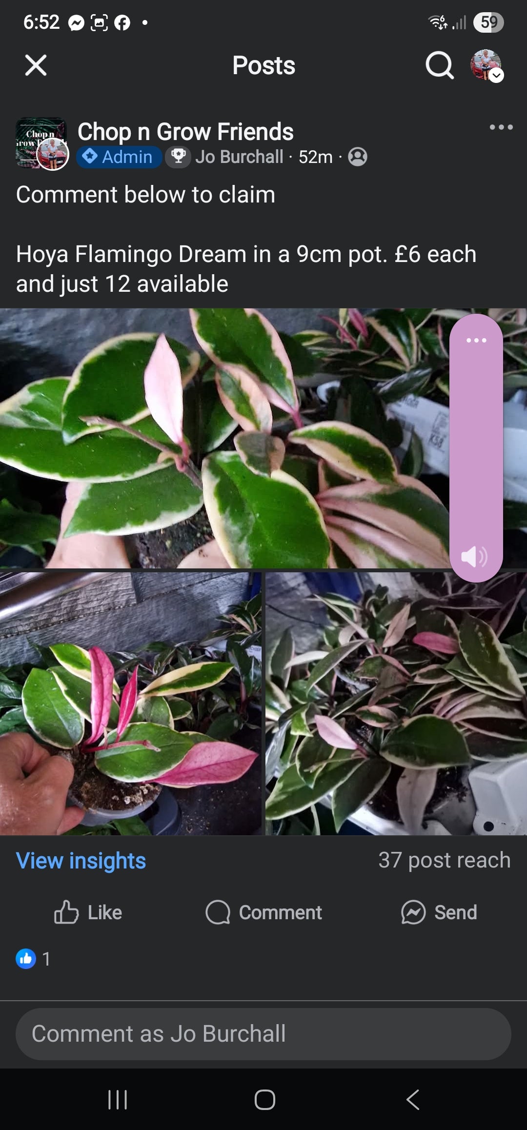 Sunday Sale Claire A Hoya