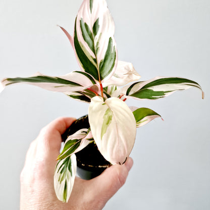 Ctenanthe Setosa Princess Dalya Houseplant 7cm pot