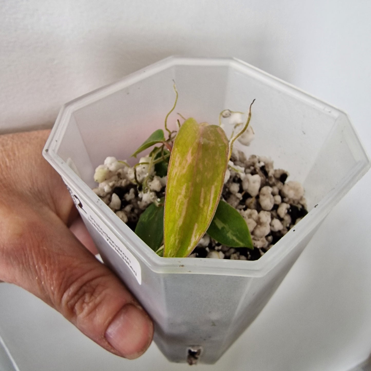 Philodendron Joepii Variegated – Exact Plant (#2)
