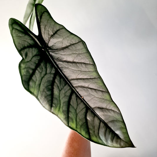 Alocasia Heterophilla 'Dragons Breath' Houseplant 12cm pot