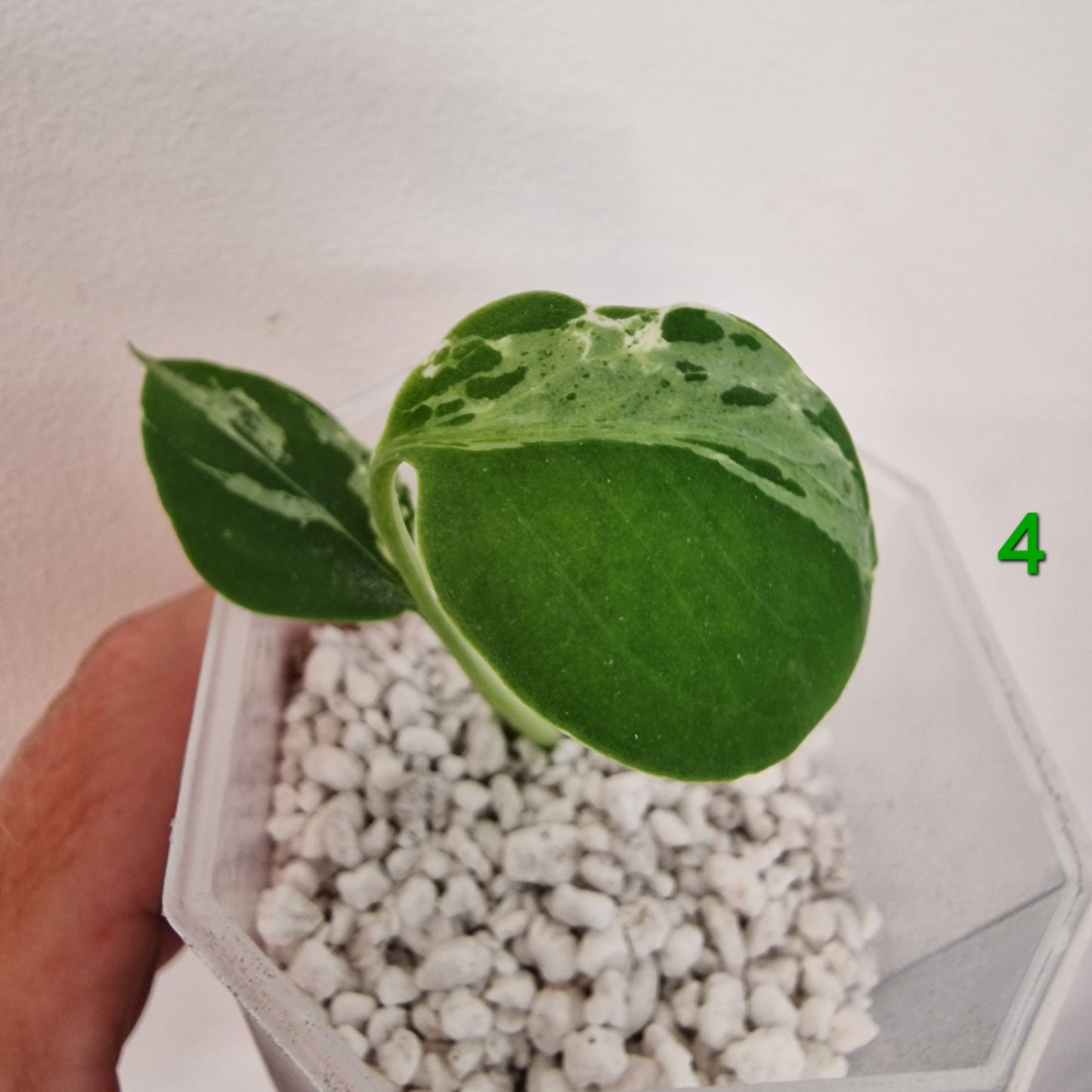 Monstera Bulbasaur 7cm pot – Choose Your Own