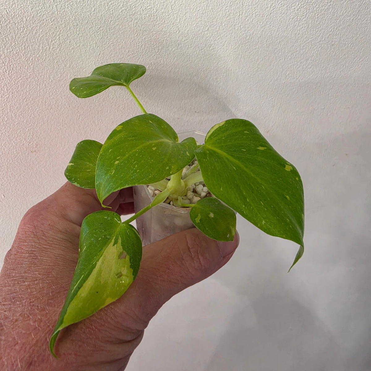 Philodenron warszewiczii Aurea Flavum Var
