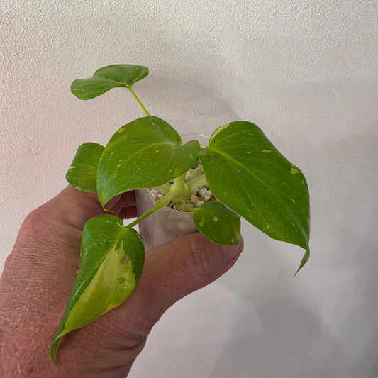 Philodenron warszewiczii Aurea Flavum Var