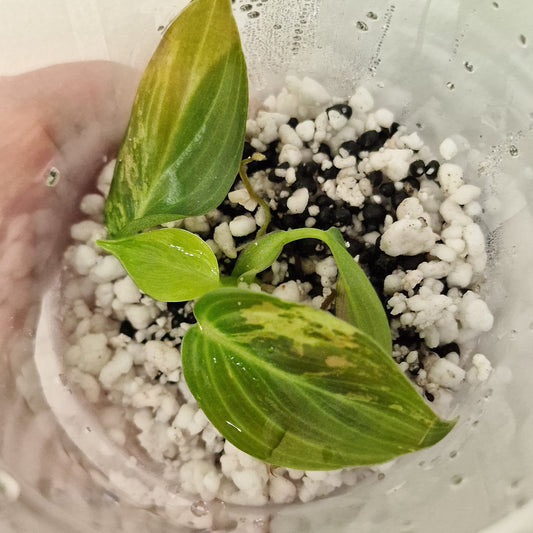 PRE-ORDER – Philodendron Melanochrysum Variegated  – Young Exact TC Plant (#4)