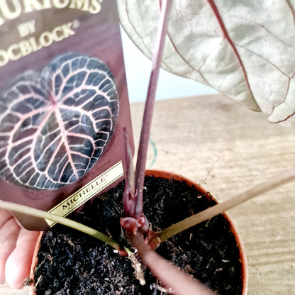 Anthurium Michelle by DocBlock Houseplant 9cm pot (2)