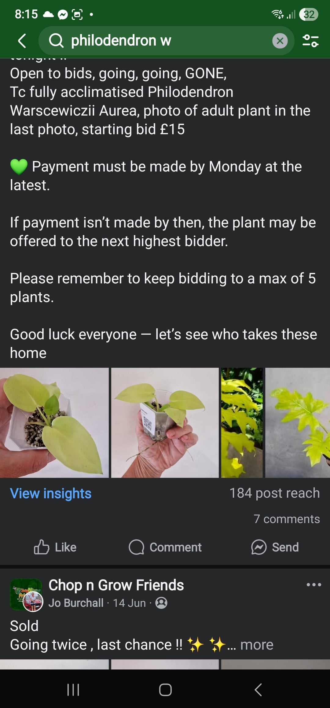 Sunday Sale - Michael philodendron Warscewiczii