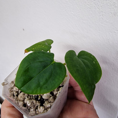 Anthurium Black Magic exact plant (#4)