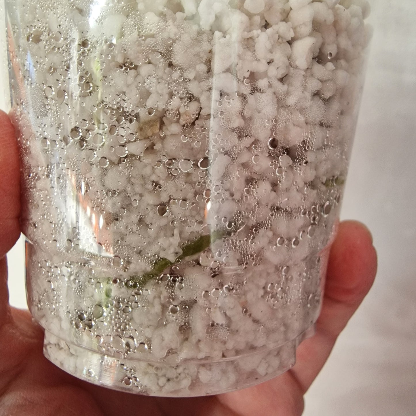 Pre-order Monstera Bulbasaur – Young TC Plantlet Exact Plant (1-13)