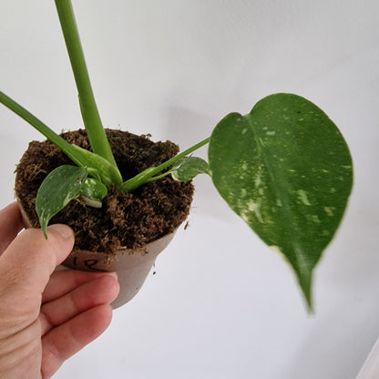 Monstera Thai Constellation Rare Houseplant 11cm pot (1e)