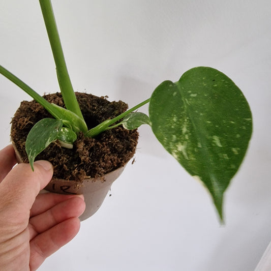 Monstera Thai Constellation Rare Houseplant 11cm pot (1e)