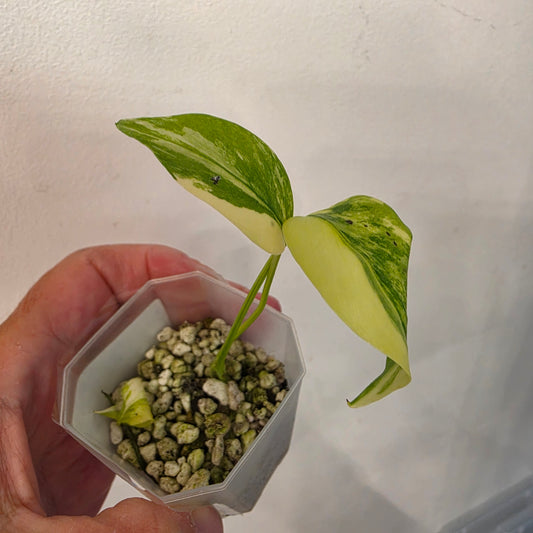 Monstera Aurea – Exact Plant No. 7 - See Description