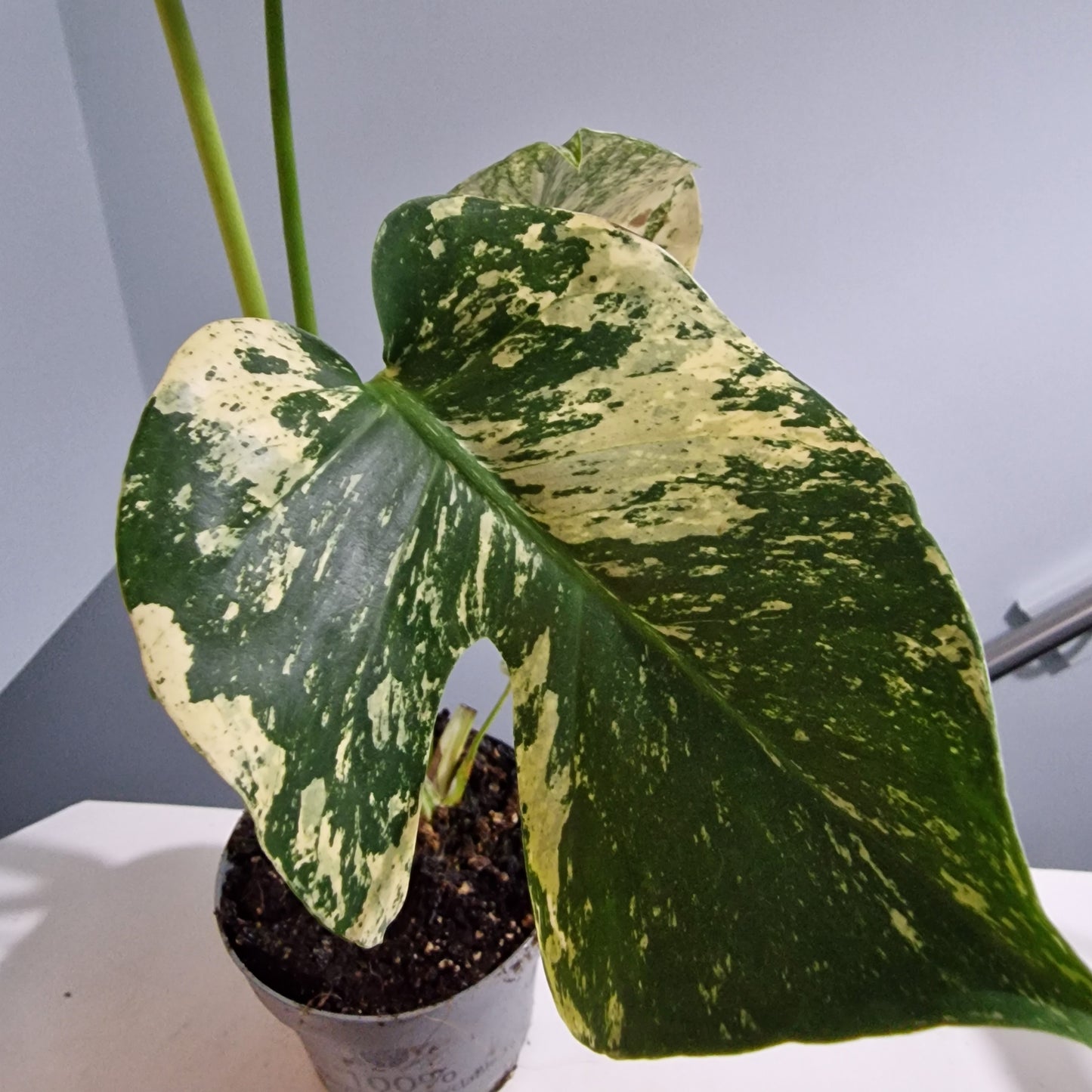 Monstera Deliciosa Mint Variegata – 12cm Pot (#5)