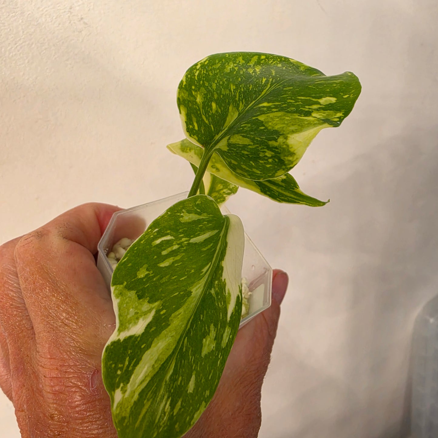 Monstera Electrolight – Exact Plant No. 1  - See Description