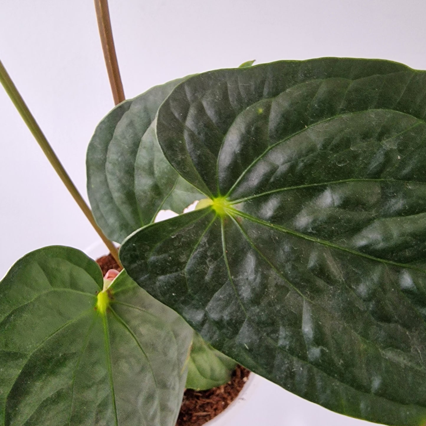 Ecuagenera Rehab Anthurium Espiritu de Montana x Anth Happy Bunny