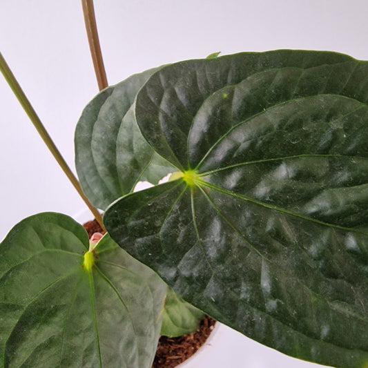 Ecuagenera Rehab Anthurium Espiritu de Montana x Anth Happy Bunny