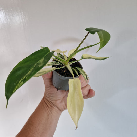 Philodendron Florida Beauty Houseplant in 6cm pot (3)