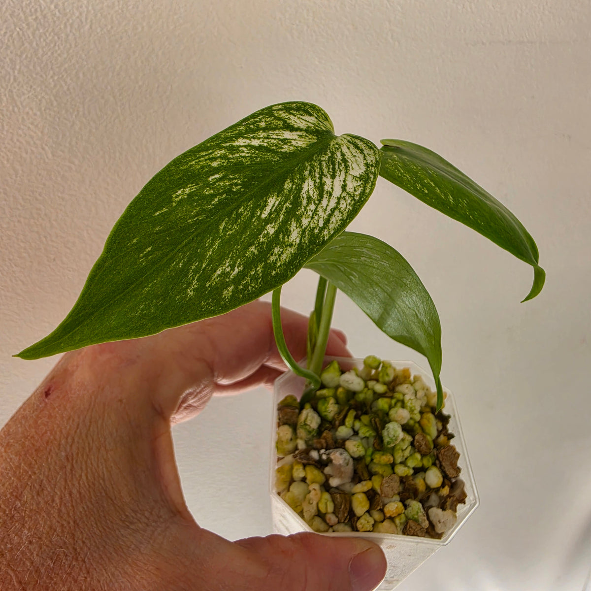 MIXED RARE PLANT BUNDLE - see description