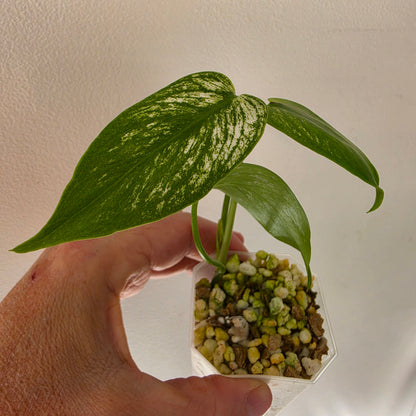 MIXED RARE PLANT BUNDLE - see description