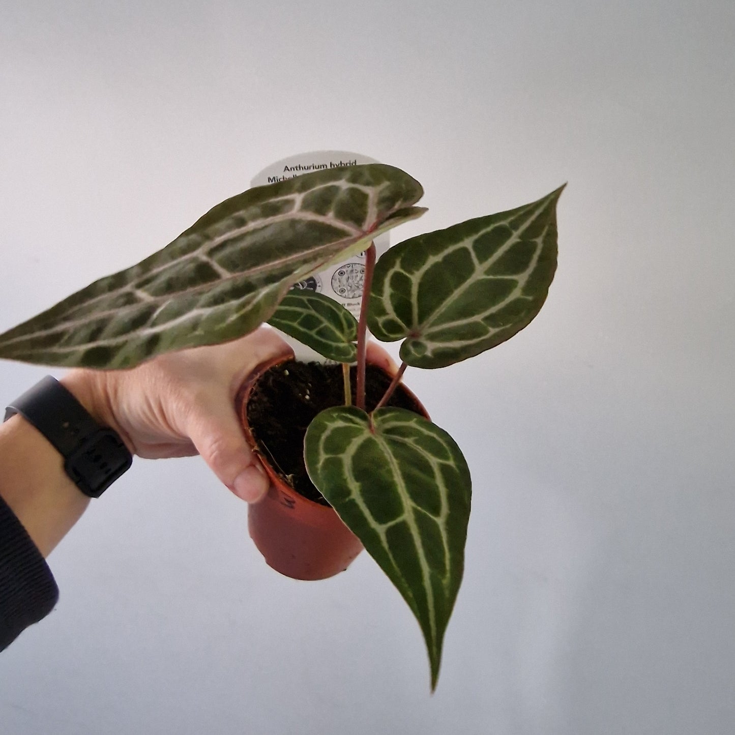 Anthurium ‘Michelle’ by DocBlock – 9cm Pot (#3)