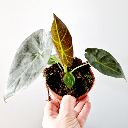 Alocasia Regal Shield Houseplant 10.5cm pot