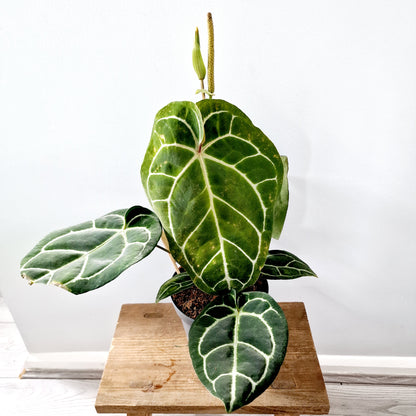 Anthurium Crystallinum x Karma Crystal Hybrid Houseplant 17cm pot (1)