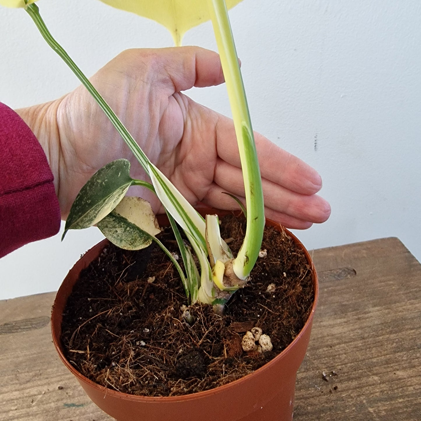 Monstera Deliciosa Aurea – 12cm Pot (#8)