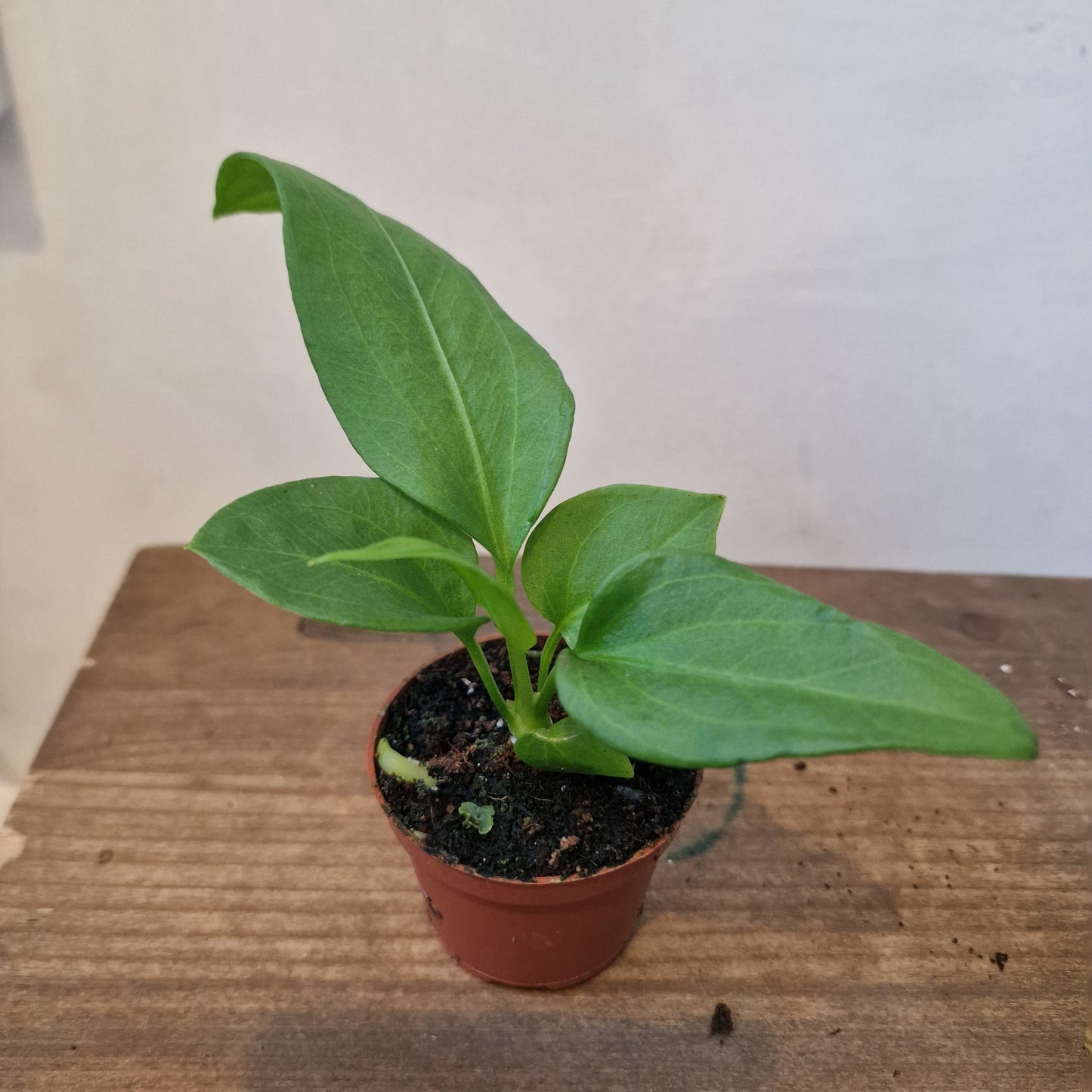 Anthurium Vittarifolium Rare Houseplant 6cm pot