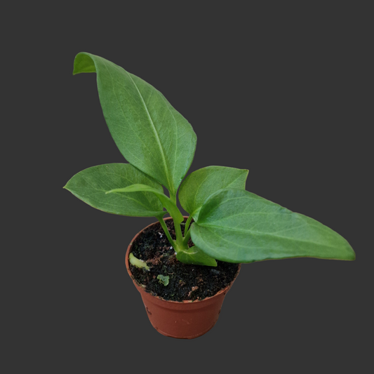 Anthurium Vittarifolium Rare Houseplant 6cm pot