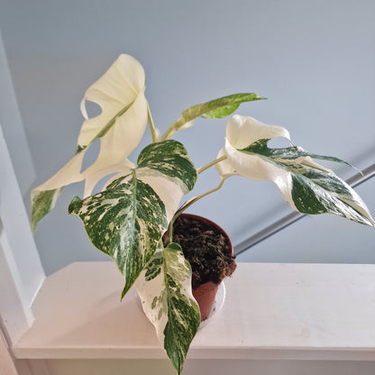 Monstera Albo Super White leaves Rare Houseplant 15cm pot