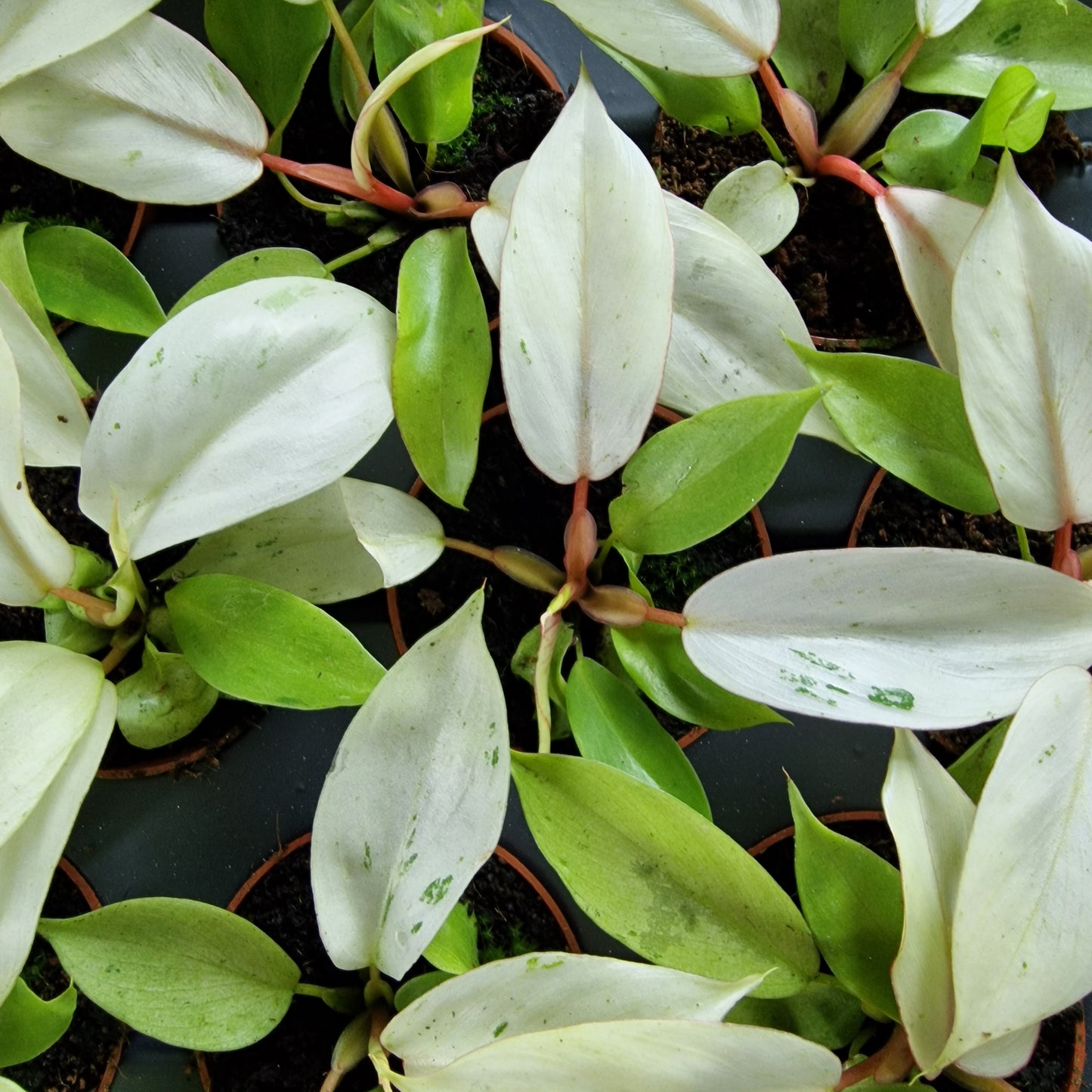 Philodendron Snowdrift Houseplant 6cm pot