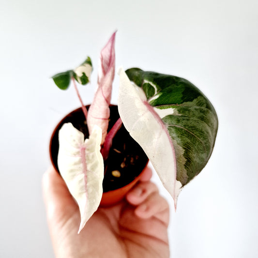 Alocasia Serendipity Variegata Rare Houseplant 7cm pot