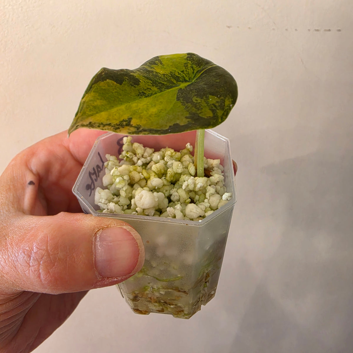 Alocasia Cuprea ‘Latte Gold’ – Acclimatised Tissue Culture | Exact Plant #3