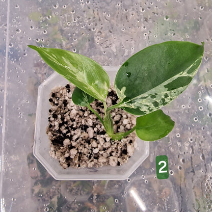 Monstera Bulbasaur – Choose Your Exact Plant (Acclimatising TC Batch) see description