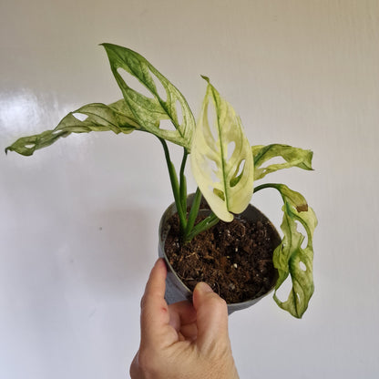 Monstera Adansonii Variegated #D