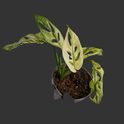 Monstera Adansonii Variegated #D