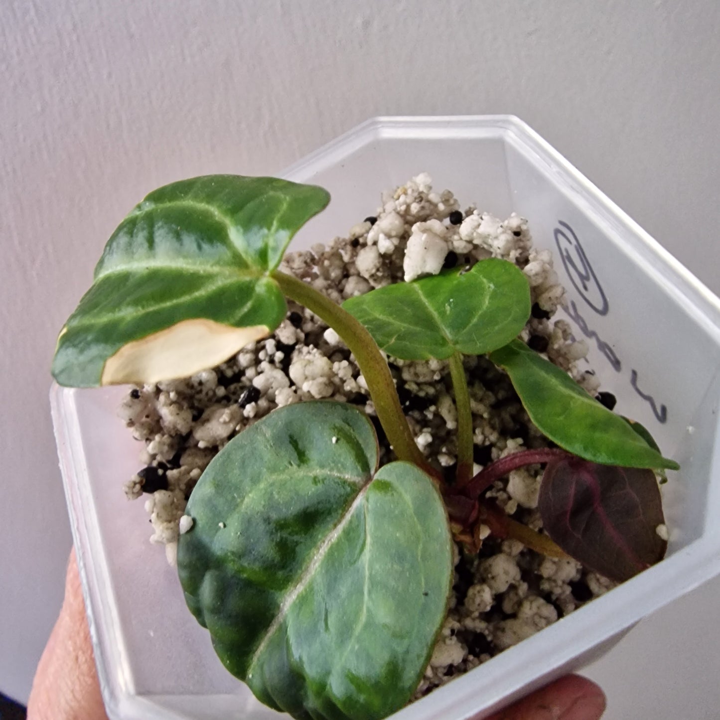 Anthurium Wonderboy × Michelle exact plant (#4)