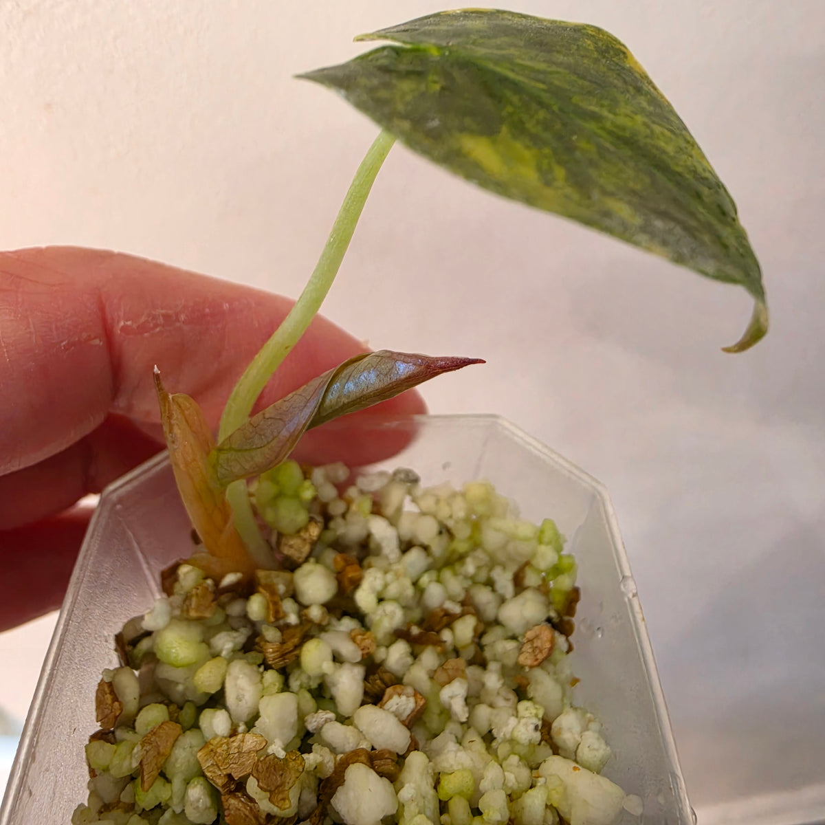 Alocasia Cuprea ‘Latte Gold’ – Acclimatised Tissue Culture | Exact Plant #2