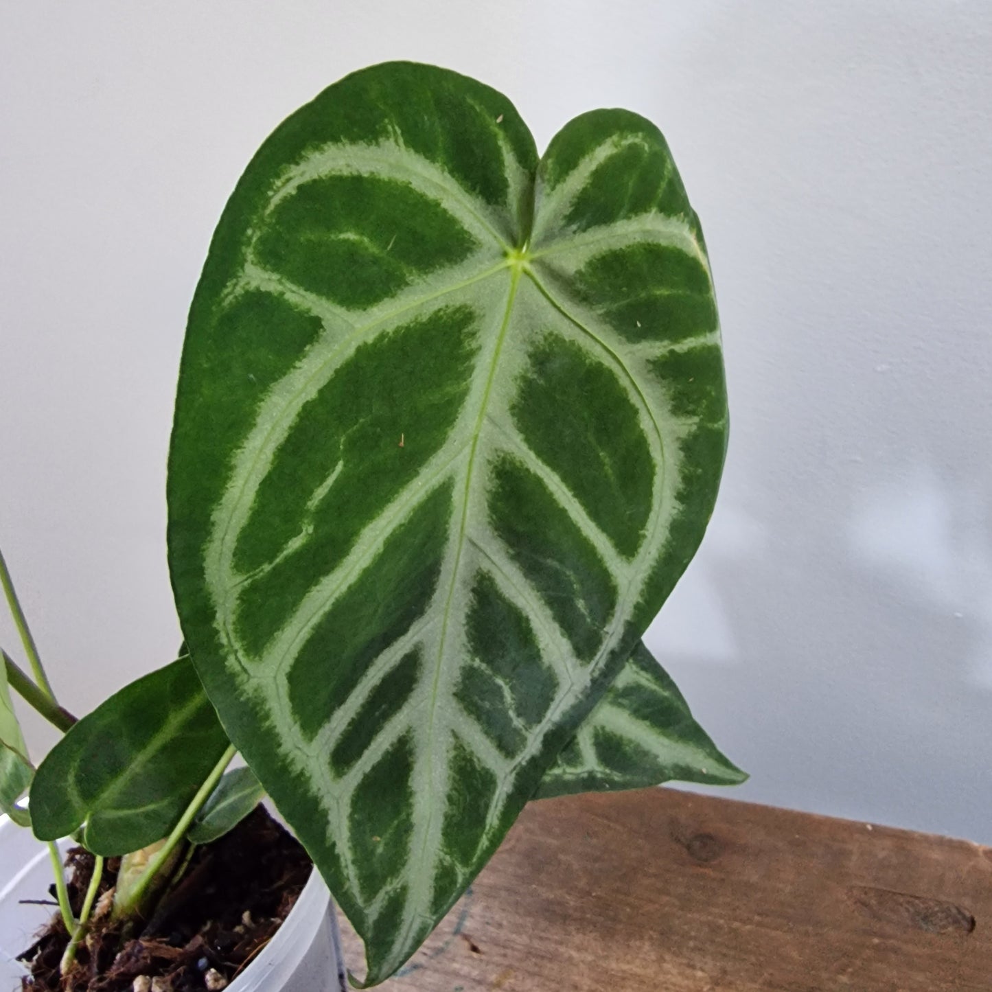 Ecuagenera Rehab Anthurium Silver Blush x Anth magnificum 'Fantasy' (A2)