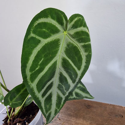 Ecuagenera Rehab Anthurium Silver Blush x Anth magnificum 'Fantasy' (A2)