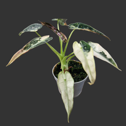 Alocasia Green Bambino Variegated Rare Houseplant 6cm pot (2)